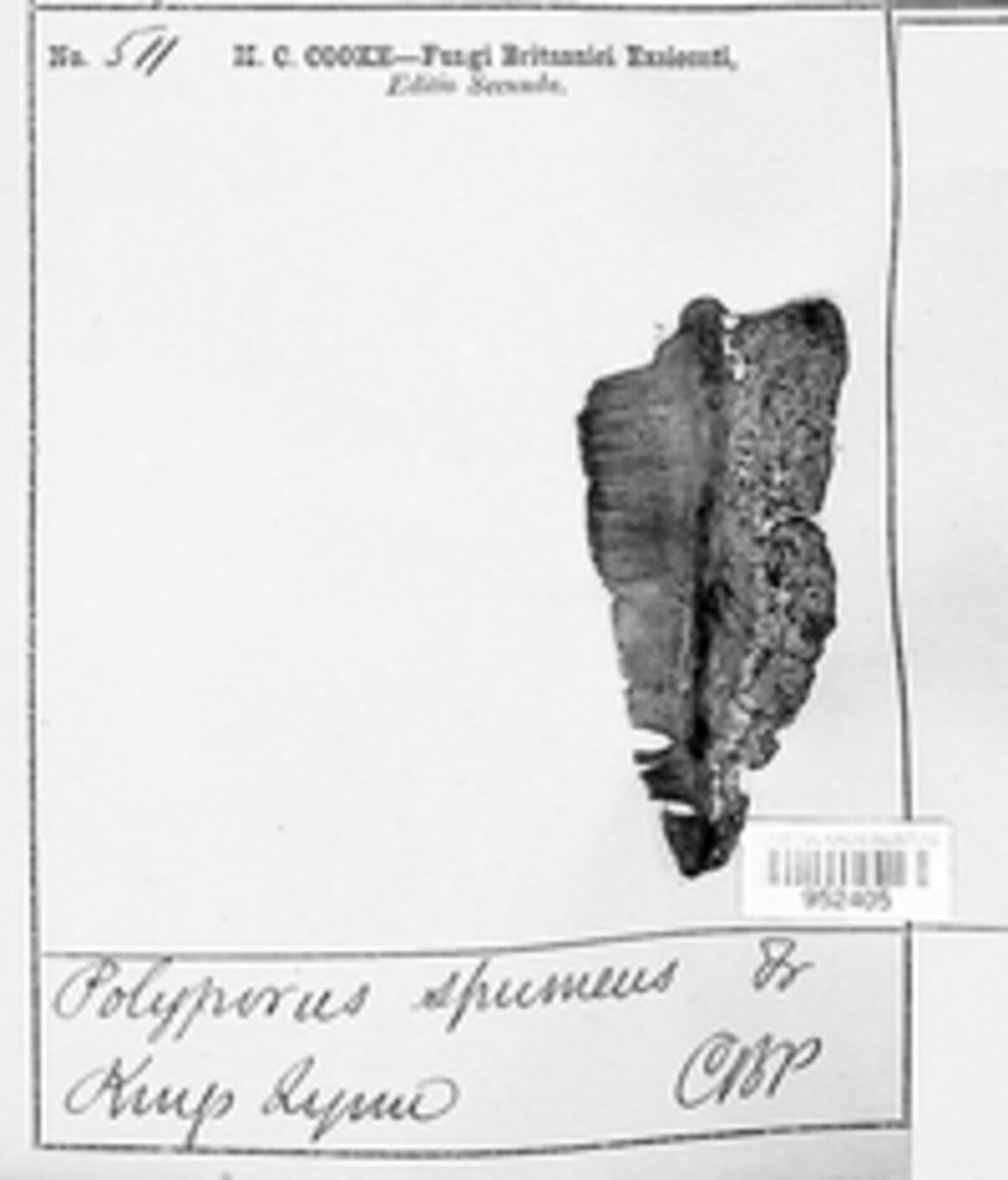 Polyporus spumeus image